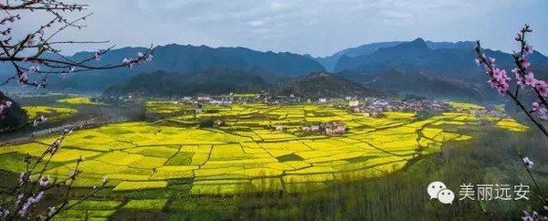 美丽远安油菜花节今年要"这样"搞!_搜狐旅游_搜狐网