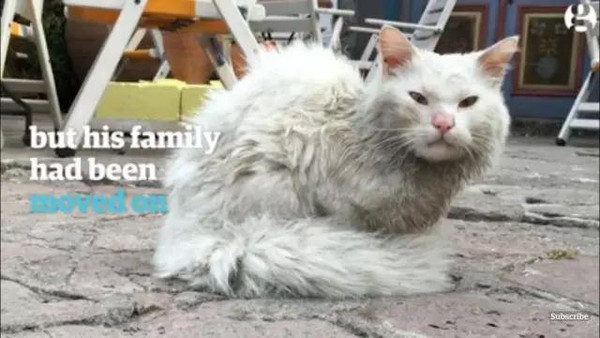 几个动物保护机构的志愿者发现了这只走散的猫,当时它浑身脏兮兮的