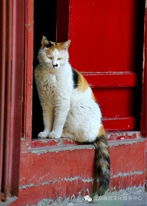 故宫中的猫(图片来自网络)