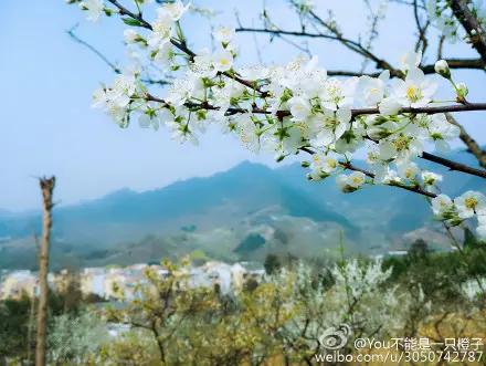 葛仙山梨花