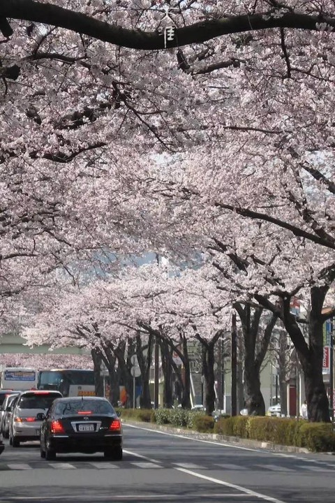 青海路樱花大道(黄浦区上海电视台旁)