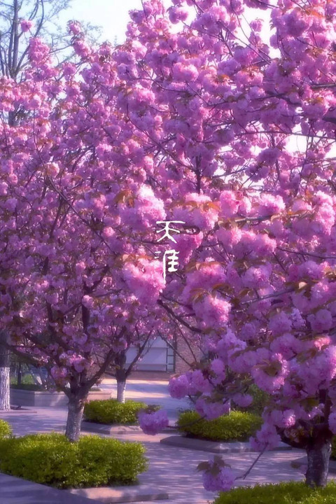 三月樱花雨:?2016国内赏樱圣地全攻略