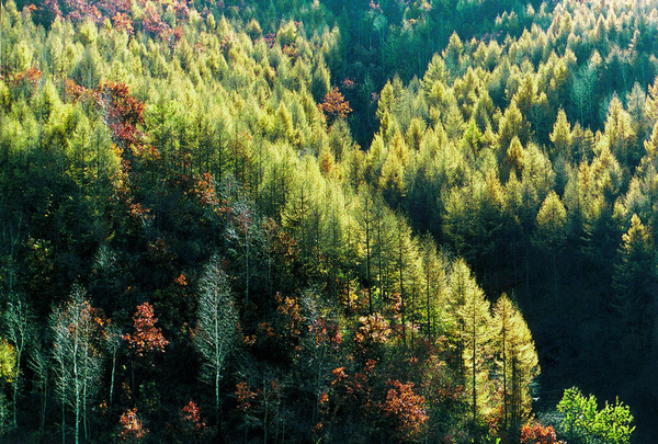 保定:2020林业苗木生产综合增加值50亿元