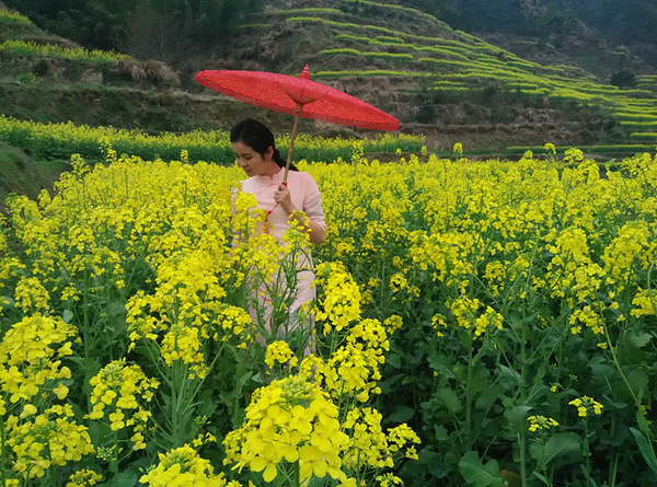 婺源油菜花:篁岭花已浓 人比黄花艳(组图)