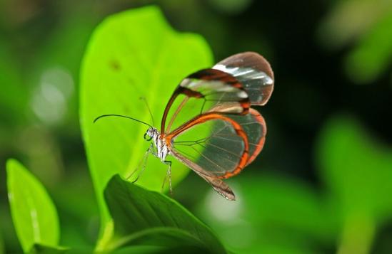 玻璃翼蝶(glasswinged butterfly)是在墨西哥到巴拿马的中美洲发现的