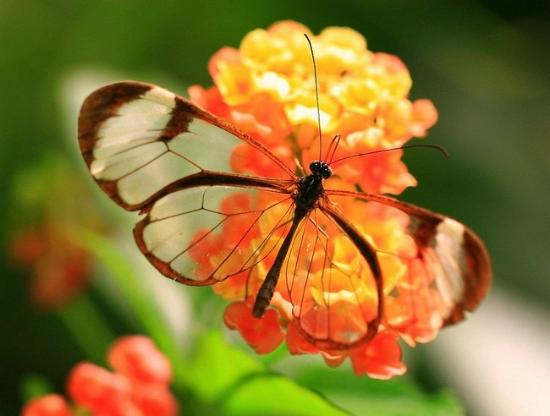 玻璃翼蝶(glasswinged butterfly)是在墨西哥到巴拿马的中美洲发现的