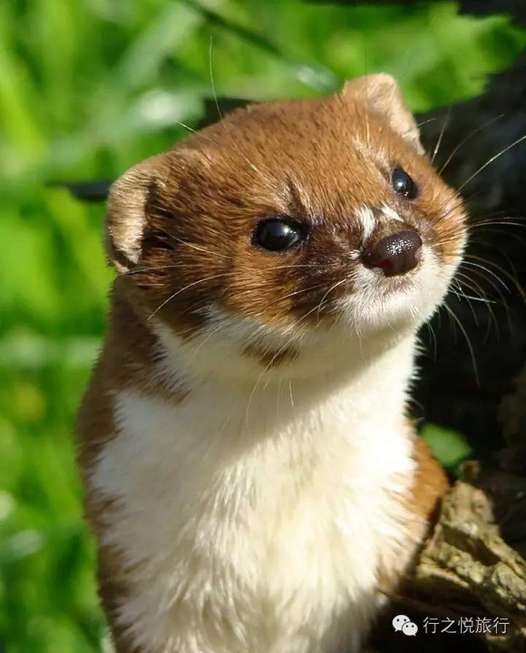 偷种子的那家伙属于鼬类,电影里被称为"weasel",在美国,这单指白鼬,但