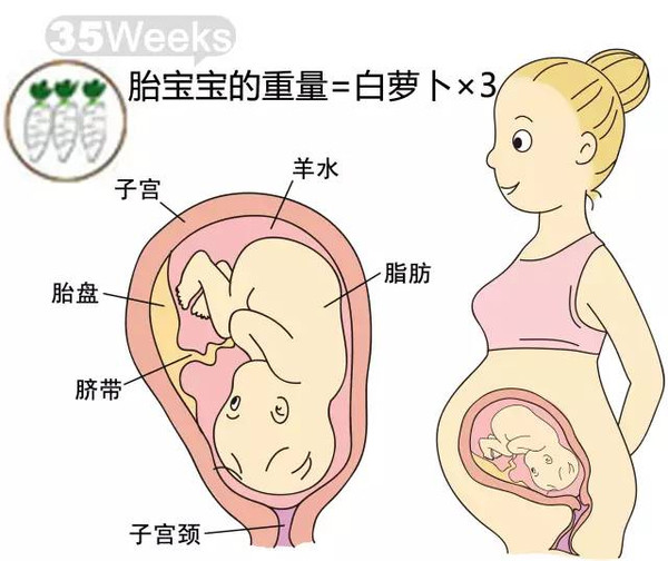 胎儿每周到底有多大?从芝麻到西瓜!有图有真相!