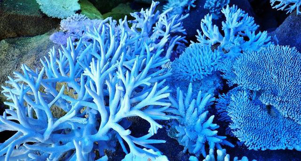 三亚海洋馆里的"珊瑚饕餮大餐"