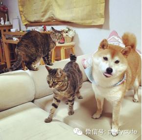 神烦狗柴犬kabosu酱和喵星人的日常