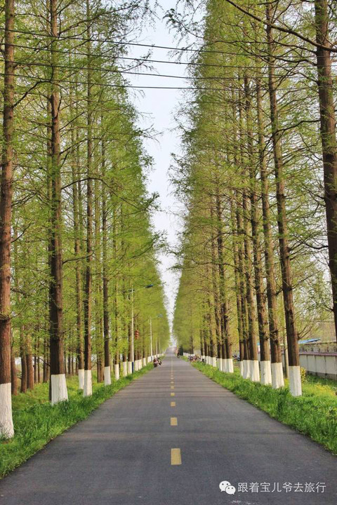 长达10公里的水杉大道,枝繁叶茂,直插云霄!