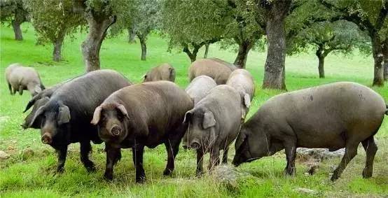 世界的四大奇葩美食之一----西班牙伊比利亚黑猪肉