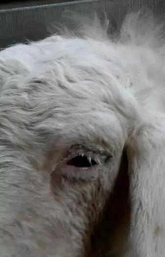 羊最常发的眼疾病:角膜炎的预防和治疗