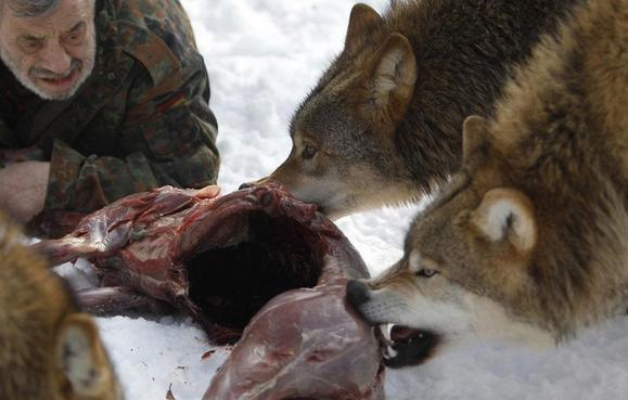 男子在150亩土地上养了70多匹野狼,还经常嘴对嘴