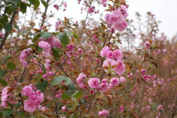 青义樱花节