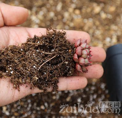 从土里抖出来的根粉蚧壳虫