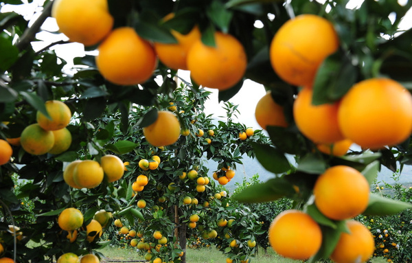 柑橘类水果有哪些,橙子降脂效果好