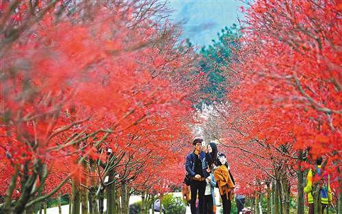 巴南五洲园春季红枫观赏季开幕(图)