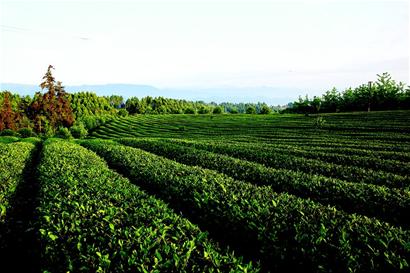 与甘露争锋 蒙顶山黄芽"制茶有道"(组图),莫干黄芽茶