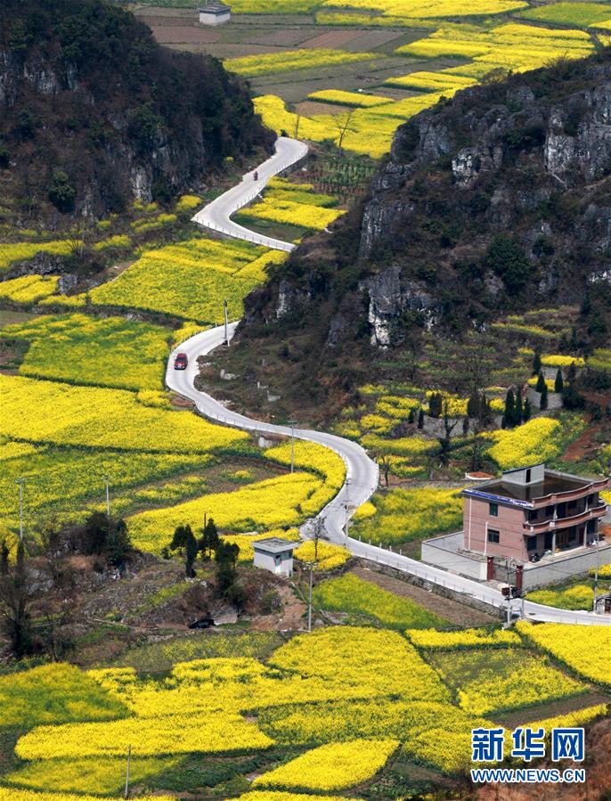 花开高原满地金(组图),青藏高原李娜怎么死的