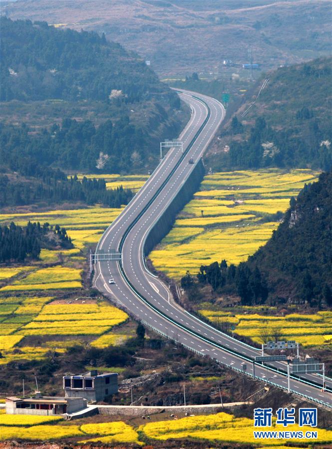 花开高原满地金(组图),青藏高原李娜怎么死的