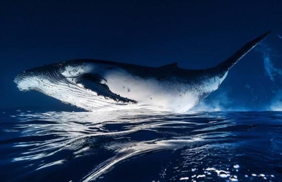 island)附近海域拍摄了一组座头鲸照片,展现了这种深海巨头的优美身姿