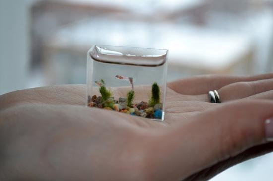 世界上最小的水族馆(组图)