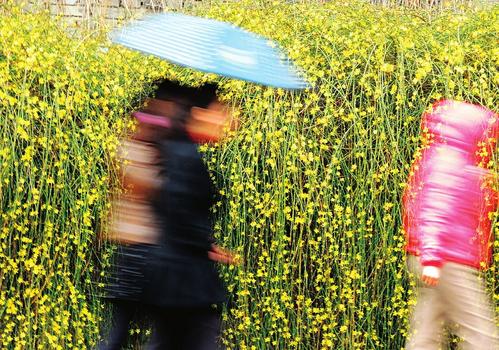 春雨霏霏添凉意(图)