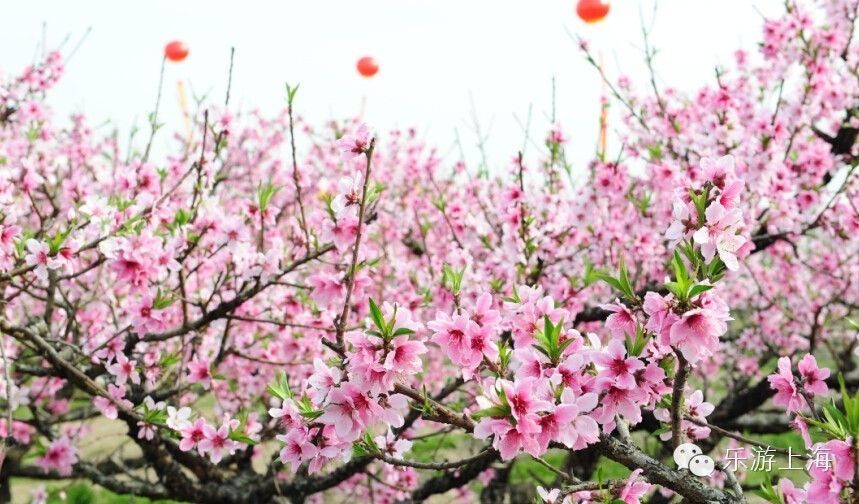 【组图】上海桃花节七大去处 30多景点百项活动邀你来