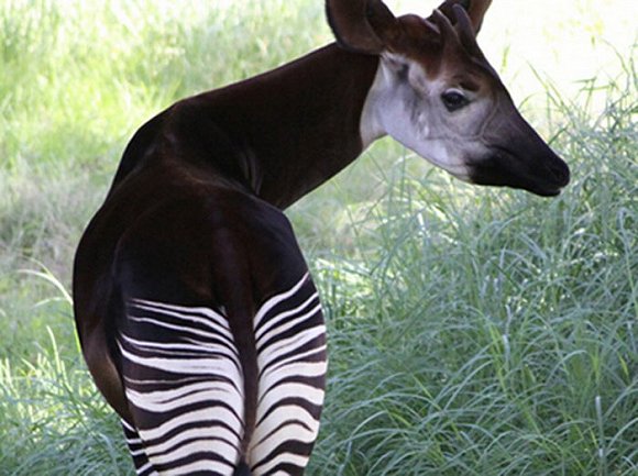 1.霍加皮(okapi)