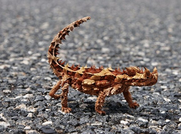 6.棘蜥(thorny devil)