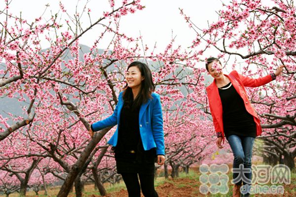 南召县桃花节引爆火热乡村旅游(组图,肥城桃花节2016,2016年林芝桃花