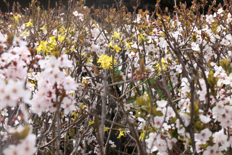 春日拉萨 花团锦簇(组图),花团锦簇的意思,四年