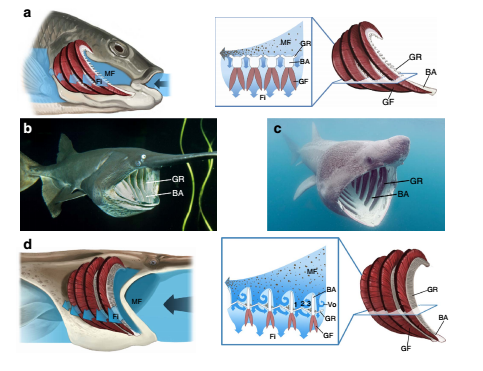 上发布了一种新的液体过滤机制,该机制受到滤食性鱼类嘴部结构启发
