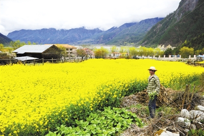 近日,西藏林芝市波密县易贡乡的油菜花绽放,金灿灿的油菜花把广阔的