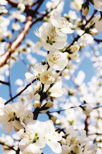 在明媚春光下,桃花"争开不待叶"己俏开于枝头,有的高温地段向阳花木已