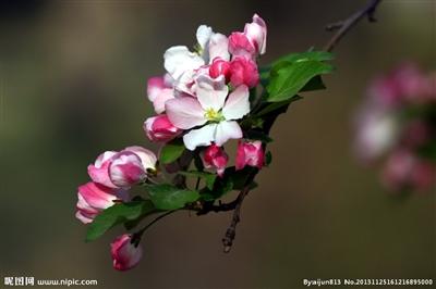 青海春季这些花你都认识吗(组图)