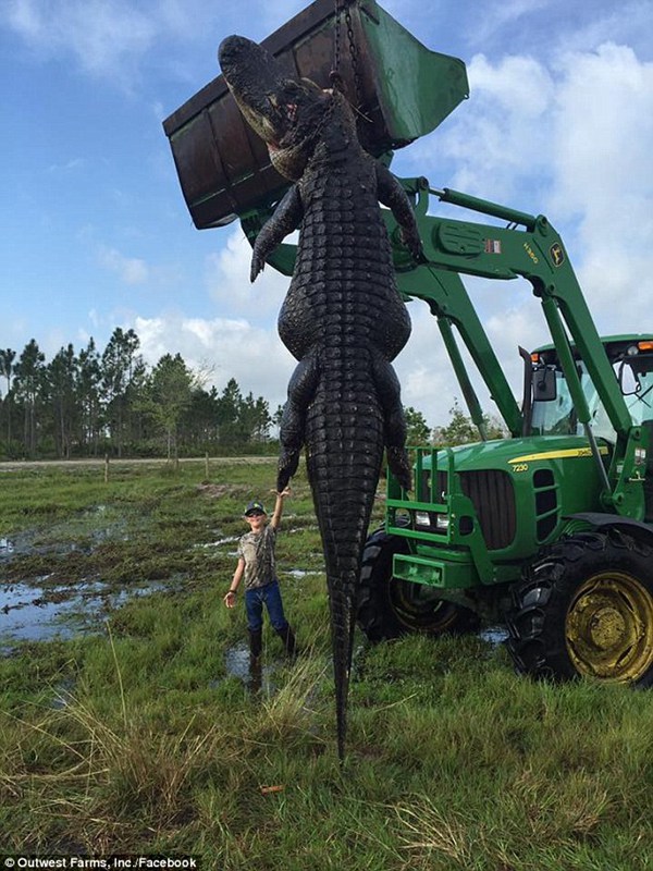 美国农场主射杀近5米长巨鳄曾咬死牛图