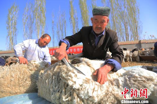 新疆博湖举办剪羊毛赛 各族群众"比农技 秀身手(组图)