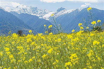 林芝市波密县易贡乡的油菜花田(组图)