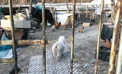 昨日，怀柔汤河口村一村民家4只鸡被狐狸咬死。在该村民家附近的路边，是一只长约60厘米的狐狸尸体。本版摄影/新京报记者王贵彬