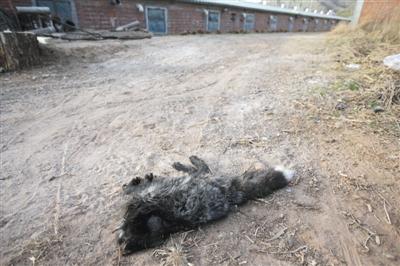 昨日，怀柔汤河口村一村民家4只鸡被狐狸咬死。在该村民家附近的路边，是一只长约60厘米的狐狸尸体。本版摄影/新京报记者王贵彬