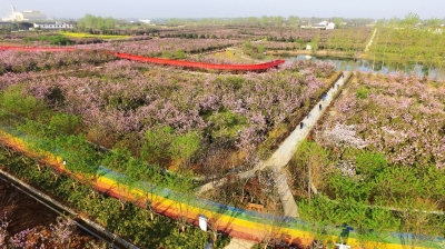 鸟瞰千亩樱花园.程曦 摄