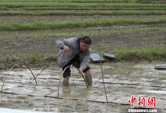“种粮状元”骆元波雨中抢播谷种。 徐志雄 摄
