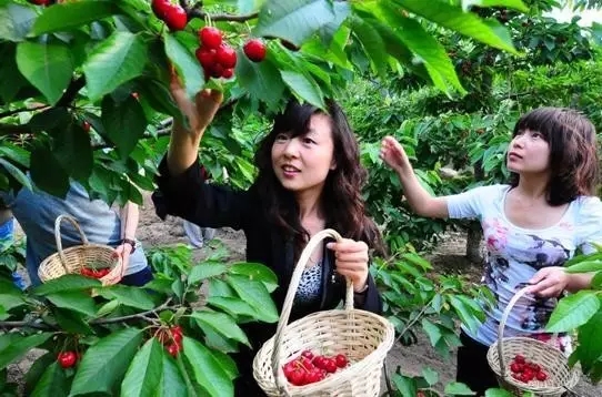 西山碧鸡关:休闲采摘乐无穷
