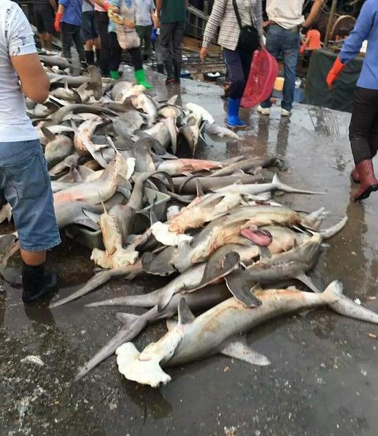 4月9日,有网友在朋友圈中发消息称,三亚水产码头当街低价售卖濒危保护动物锤头鲨,数量达近百条。