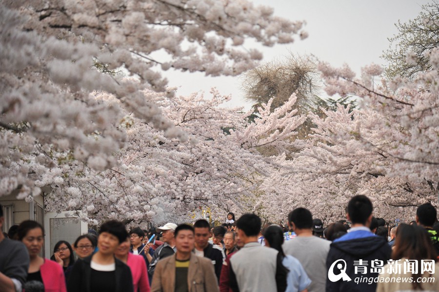 百看不厌 中山公园樱花怒放满城飘香(图),青岛中山公园的樱花啥时候