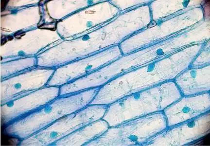 图1 :洋葱细胞的显微镜截图,单元化要达到的目的就是让每个单元像细胞
