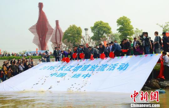 2016年度中国扬中河豚文化节增殖放流活动现场. 钟学满 摄