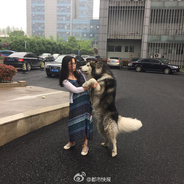 城管們試著抓住狗狗的犬繩，沒想到卻被它反撲過來，左手的手背上留下了一道傷口。試了幾次，都沒成功，他們只得又退了回來，先疏散狗狗身邊的人群。